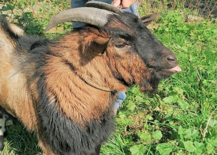 Młodego kozła, który błąkał się po ul. Nadwiślańskiej w...