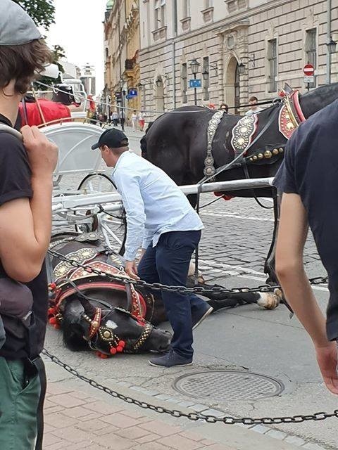 Kraków. Obrońcy zwierząt zwracają się do prokuratury po kolejnym upadku konia pod Wawelem