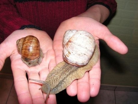 Po lewej ślimak o normalnych rozmiarach, po prawej - olbrzym