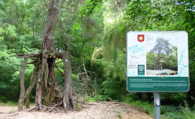 Słynną "sosnę na szczudłach" można podziwiać w lesie w Wełczu koło Buska-Zdroju.
