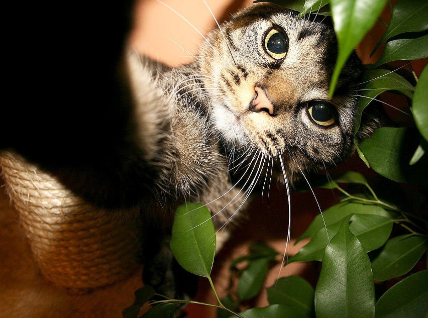 Max bardzo lubi być fotografowany.