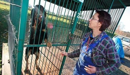 Schronisko w Sulnówku szuka właścicieli dla psów