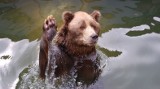 Sensacja! Policjanci widzieli niedźwiedzia brunatnego na ulicach Białegostoku!