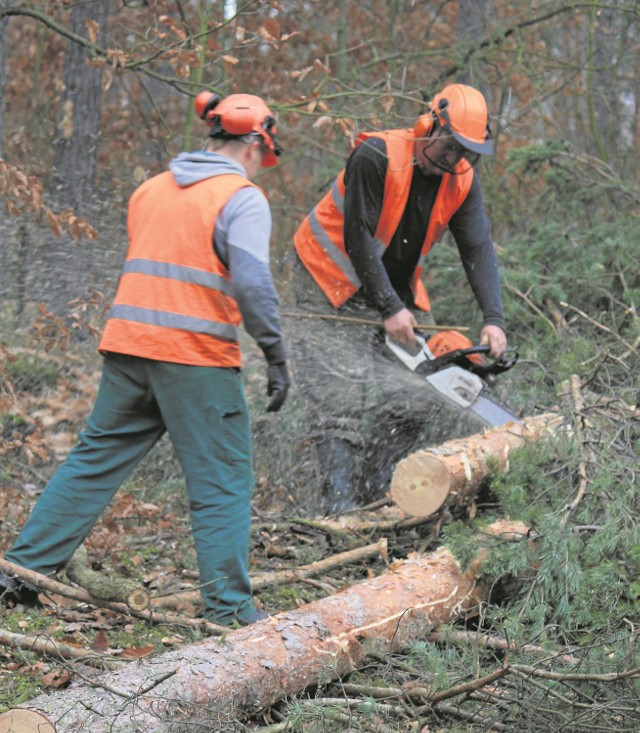 Wycinkę drzew prowadzą pracownicy Zakładu Usług Leśnych Kos. Prace leśne mają potrwać do 18 grudnia.