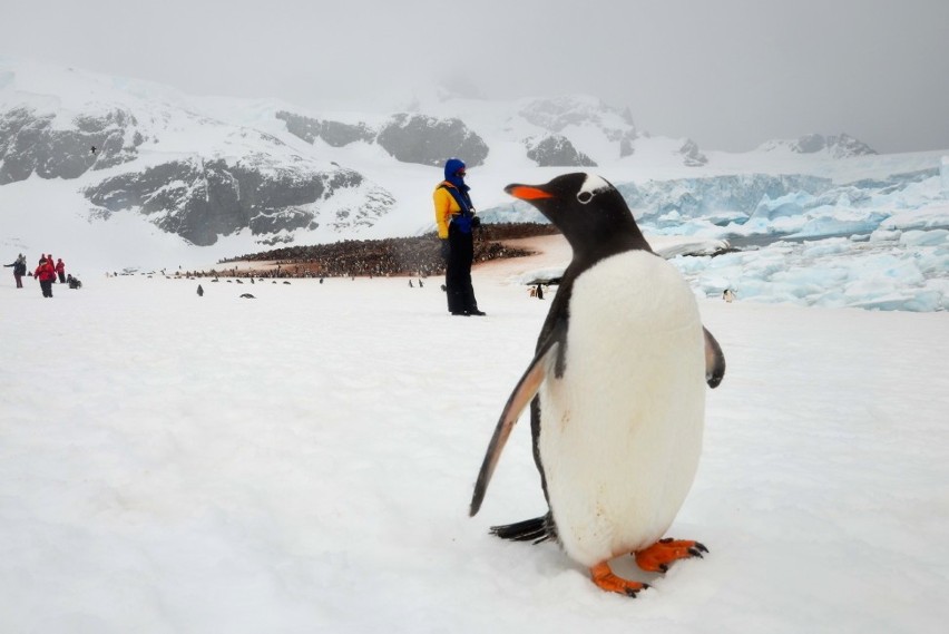 Mariusz Lewicki: „Antarktyda – lodowe królestwo pingwinów”
