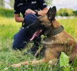 Akcja policji w Łodzi. Walka z przestępczością narkotykową. Pies policyjny wykrył w sklepie narkotyki. Gdzie były ukryte? 