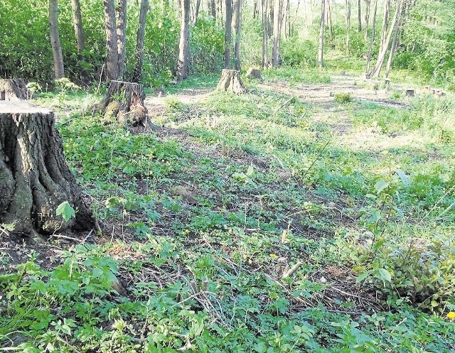 Porządki nad stawami budzą kontrowersje