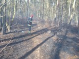 Pożar lasu w Żołędowie. Ogień gasiło siedem jednostek straży