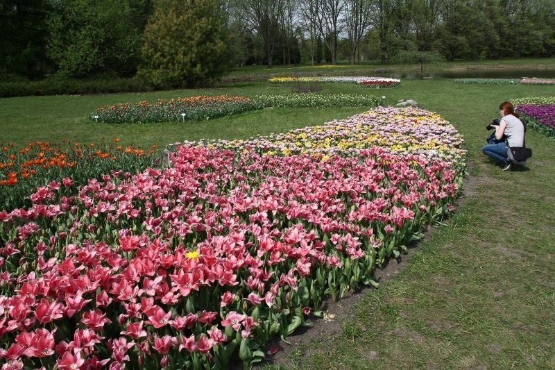 Tulipany zakwitły w „botaniku”. Warto się wybrać w ten weekend [zdjęcia]