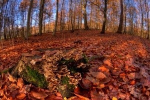 Leśnicy przemaszerują koło Sejmu, choć posłowie nie zamierzają zajmować się dziś ustawą o finansach.