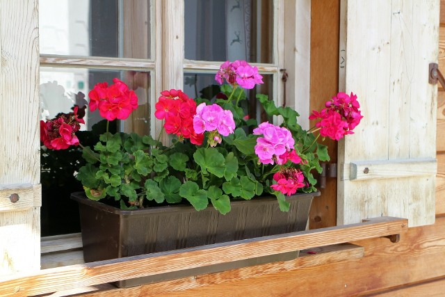 Pelargonie to królowe balkonów i parapetów w domach. To przede wszystkim zasługa tego, że pięknie kwitną, z są przy tym łatwe w uprawie. Pelargonie są obsypane kwiatami przez cały sezon - od maja, aż do pierwszych przymrozków.
