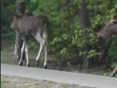 Łosie z Białych Błot dostały coś na sen i pojechały do lasu