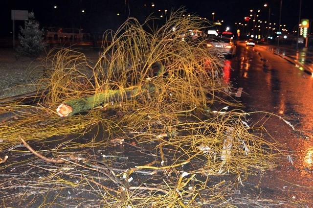 Złamane drzewo spadło tuż przed nadjeżdżające BMW na "jedynce" we Włocławku.