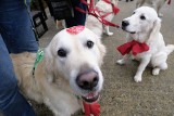 Golden Retriever na WOŚP w Poznaniu. Przybijały piątki i dawały się pogłaskać w szczytnym celu [ZDJĘCIA]