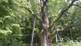 Dąb Bartek to nie najstarsze drzewo w Polsce! Sprawdź, gdzie rośnie rekordzista