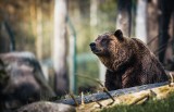 Niedźwiedzie na Górnym Śląsku? Jednego zauważono w Łaziskach Górnych. Mieszkańcy mówią też o wilkach!