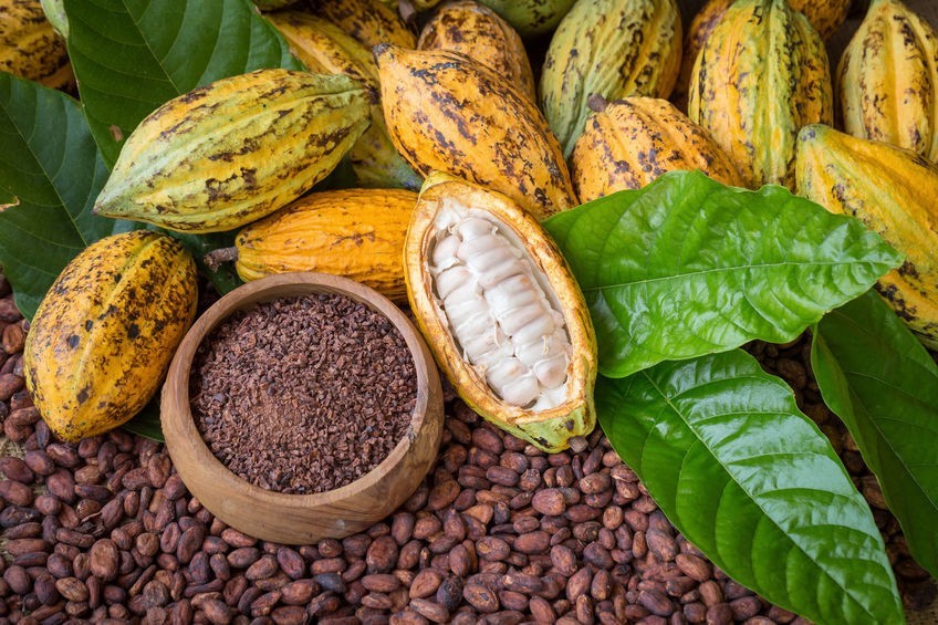 Ziarna kakaowca to nasiona owoców drzewa kakaowca. Wykazują...