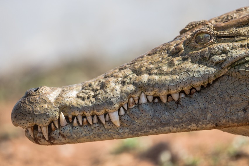 Krokodyle to bardzo niebezpieczne zwierzęta. Ich atak...