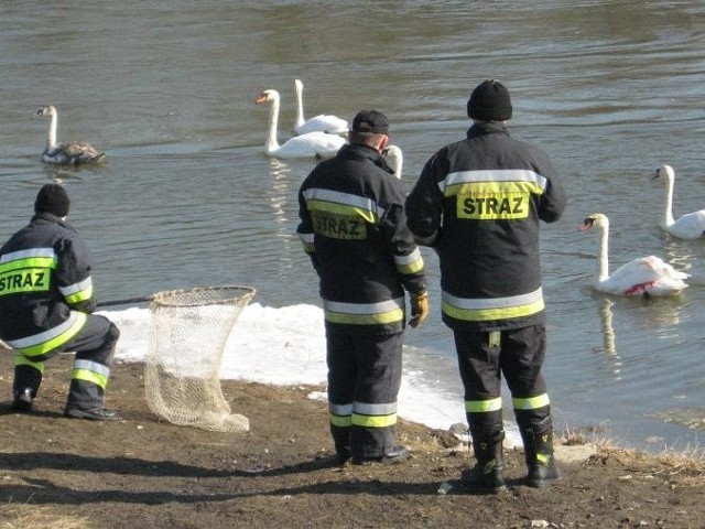 Dzięki błyskawicznej akcji nowosolskich strażaków, rannego ptaka udało się uratować.