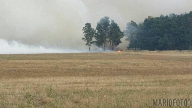 Stop wypalaniu traw! To niebezpieczna i kosztowna głupota W 2015 r. w Polsce doszło do blisko 83 tys. pożarów traw na łąkach i nieużytkach rolnych, co stanowiło 45 proc. wszystkich pożarów w naszym kraju.