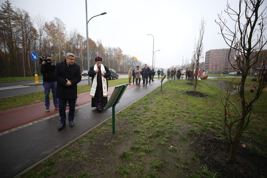 Aleja, którą tworzy sto dębów, powstała dla uczczenia setnej...