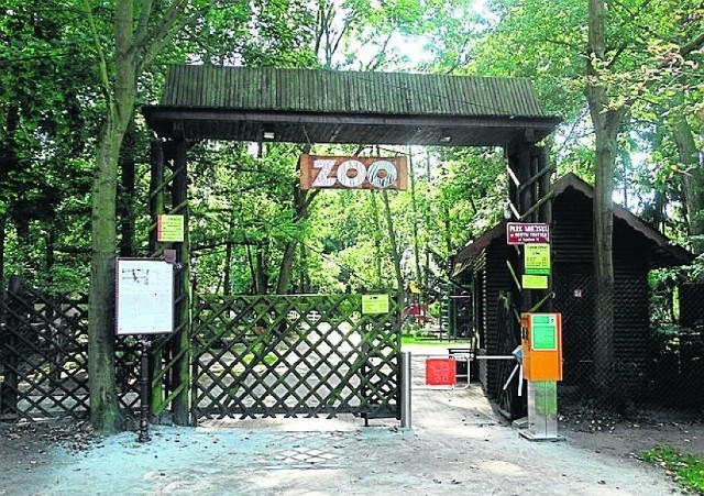 Atak jelenia w Ogrodzie Zoologicznym w Nowym Tomyślu.
