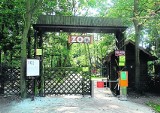 Atak jelenia w Ogrodzie Zoologicznym w Nowym Tomyślu. Pracownik zoo został przewieziony do szpitala. Zwierzę w trakcie zdarzenia padło