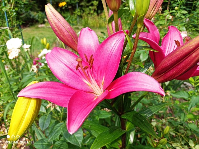 Lilie pięknie prezentują się w ogrodzie.
