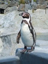 Kraków. Jest szansa na sprowadzenie pingwinów do zoo