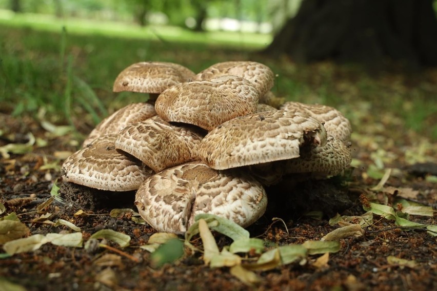 W Hiszpanii wprowadzono jakiś czas temu opłatę za zbieranie...