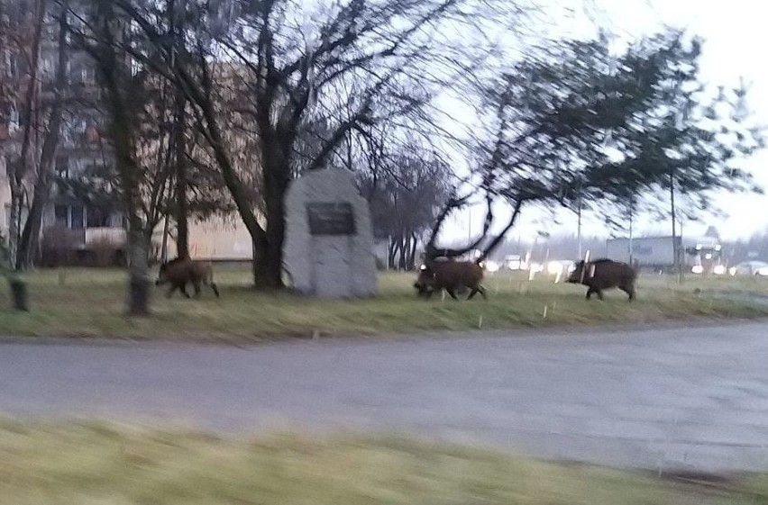 Na osiedle Retkinia zawitała rodzina dzików. Zwierzęta nie...