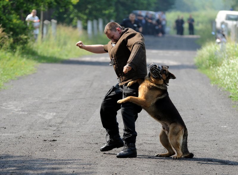 Psy policyjne
Konkurs na najlepszego psa policyjnego.