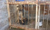 Łomżyńskie Towarzystwie Opieki nad Zwierzętami interweniuje