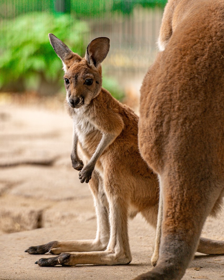 Starszy kangur już na dobre opuścił torbę matki.