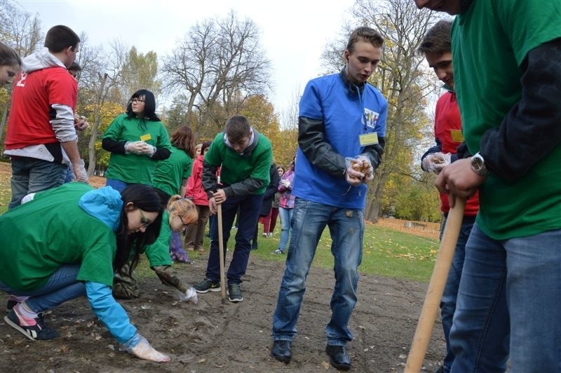 Żonkile nieprzypadkowo wybrano na symbol akcji „Pola...