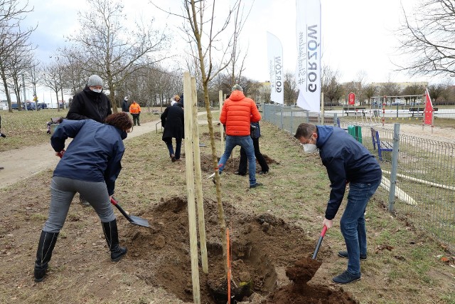 Drzewa, kt&oacute;re w piątek posadzono w parku G&oacute;rczyńskim, to klony polne.