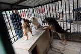 Schronisko w Krzesimowie do likwidacji. Co będzie z 398 psami?