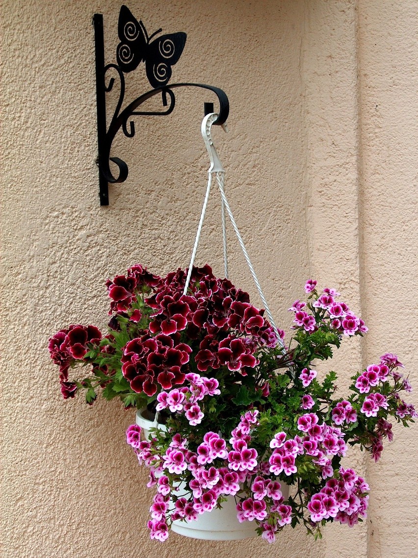 Pelargonia angielska...