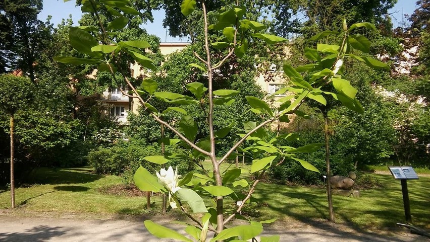 Magnolia parasolowata...
