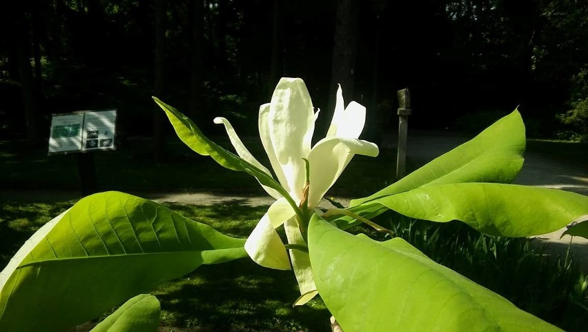 Magnolia parasolowata...