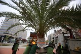 Palmy na rynku w Katowicach pojawiły się po zimowej przerwie ZDJĘCIA
