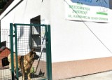Bezdomne psy i koty będą miały lepsze warunki w schronisku w Oświęcimiu. Trwa duży remont obiektu na Kamieńcu. Zdjęcia