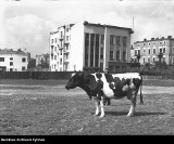 Sosnowiec na archiwalnych fotografiach. Zobaczcie ulice i ludzi z czasów XX-lecia międzywojennego