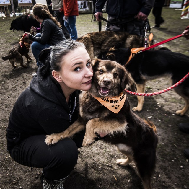 11 tys. zł udało się zebrać podczas ubiegłorocznego Pikniku Przyjaciół Schroniska w Toruniu. Kolejna edycja imprezy już w najbliższą niedzielę. Można przyjść z własnym zwierzakiem. Polecamy:Ubiegłoroczny pilnik schroniska - zobacz zdjęciaPsy do adopcji z toruńskiego schroniska - maj 2019Hospicjum dla zwierząt w ToruniuCmentarz Tęczowy Las w Toruniu. Tu spoczywają nasze zwierzakiImpreza odbędzie się już po raz siódmy i, co warto zaznaczyć, z każdym rokiem przybywa jej zwolenników. Jej organizatorzy są przekonani, że to za sprawą coraz to nowych i sprawdzonych atrakcji oraz z powodu wyjątkowej atmosfery. Tradycyjnie odbędą się cieszące się ogromną popularnością loteria fantowa oraz kiermasz książek. Zaplanowano wiele atrakcji dla dzieci, stoisk z małą gastronomią oraz z najróżniejszymi usługami.