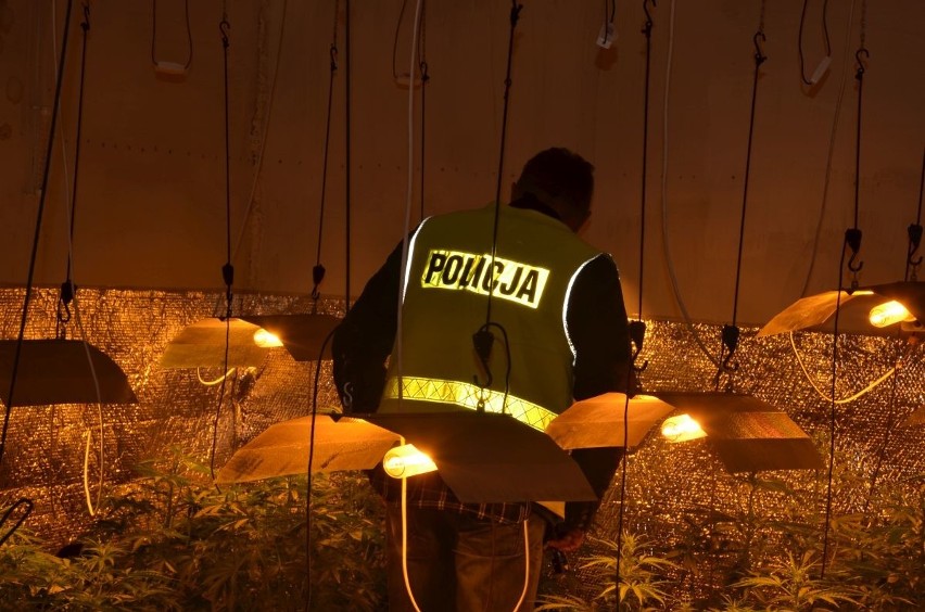 Wilczyce: Plantacja marihuany zlikwidowana w powiecie Sandomierskim