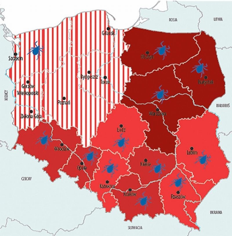 KLESZCZE, JAK SIĘ USTRZEC PRZED KLESZCZAMI, KLESZCZE...