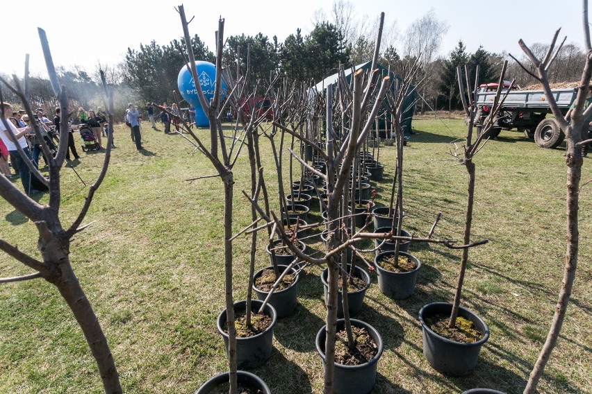 Poznań: Działacze chcą posadzić 100 drzew, ale nie ma na to...