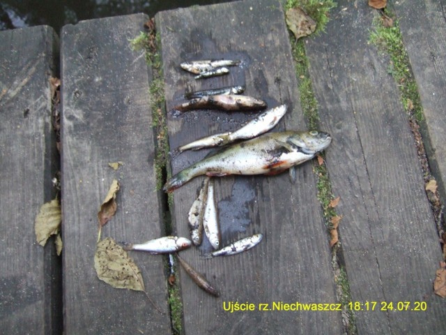 Martwe ryby w rzekach Niechwaszcz i Wda