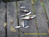 Pomorskie: Katastrofa ekologiczna w rzekach Niechwaszcz i Wda. Zamiast wody czarna maź. Wędkarze czyszczą rzeki z martwych ryb. ZDJĘCIA