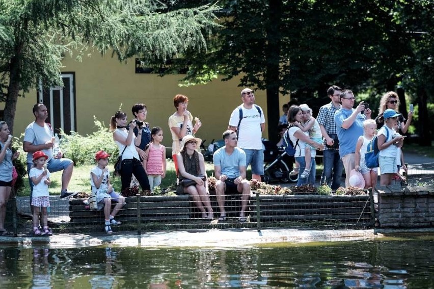 Tak wyglądał sobotni trening fok.